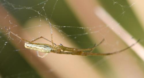Tetragnatha montana